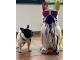 STATUE BOULEDOGUE FRANCAIS EN RESINE 80 CM BLANC MULTICOULEURS