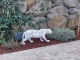 STATUE PANTHERE RESINE HT 80 CM BLANC TRASH OR
