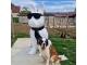 STATUE CHIEN BOULEDOGUE FRANCAIS EN RESINE NOIR TRASH 190 CM
