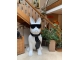 STATUE CHIEN BOULEDOGUE FRANCAIS EN RESINE NOIR TRASH 190 CM