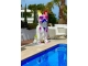 STATUE CHIEN BOULEDOGUE FRANCAIS EN RESINE NOIR TRASH 190 CM
