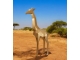 GIRAFE ORIGAMI NOIRE EN RESINE 200 CM