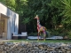 STATUE GIRAFE MULTICOLORE EN RESINE 210 CM