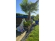 STATUE GIRAFE EN RESINE HT 80 CM BLANCHE MULTICOULEURS