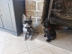 BOULEDOGUE LUNETTES CRAVATE EN RESINE H 60CM