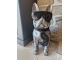 BOULEDOGUE LUNETTES CRAVATE EN RESINE H 60CM